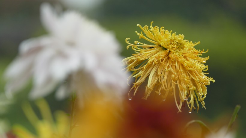 点击大图看下一张：盛开的金色菊花图片