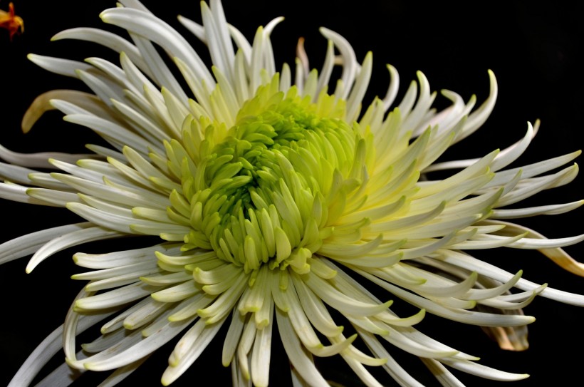 点击大图看下一张:各种颜色的菊花图片