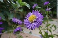 紫色菊花图片_10张
