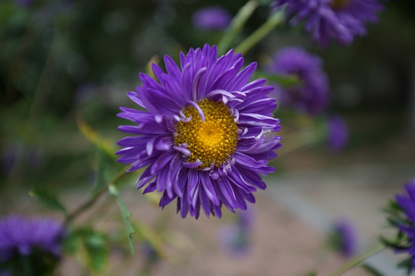 点击大图看下一张：紫色菊花图片