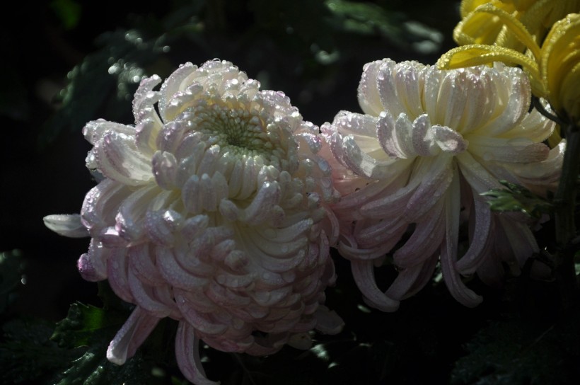 点击大图看下一张：雨后娇艳欲滴的菊花图片