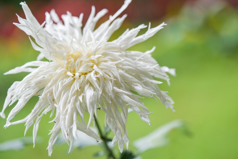 点击大图看下一张：雨后娇艳欲滴的菊花图片