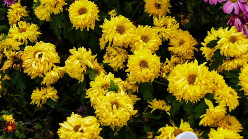 点击大图看下一张：盛开的金色菊花图片