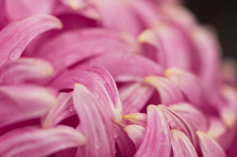 点击大图看下一张：漂亮的紫色菊花微距图片