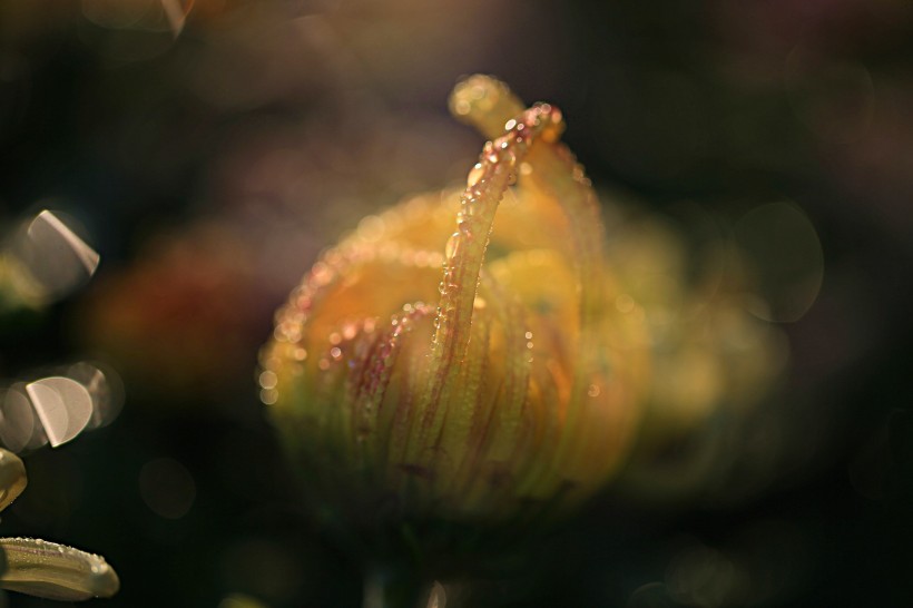 点击大图看下一张：唯美菊花花瓣图片
