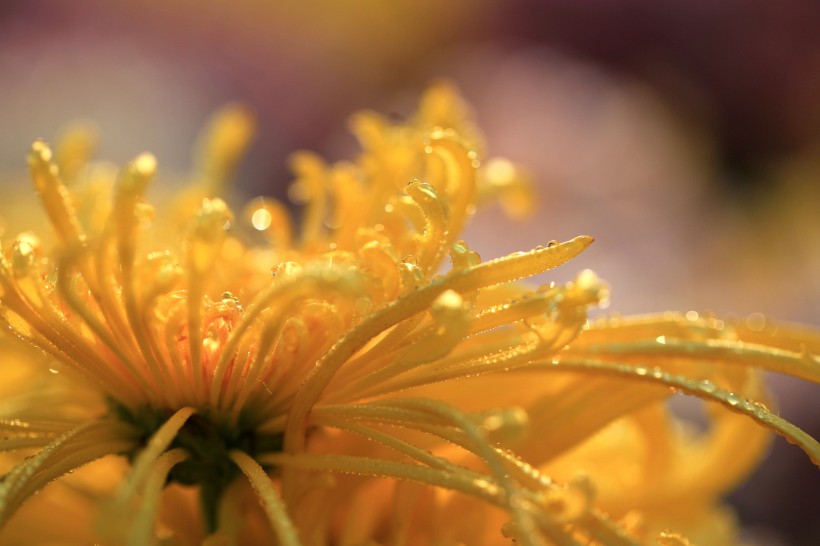 点击大图看下一张：唯美菊花花瓣图片