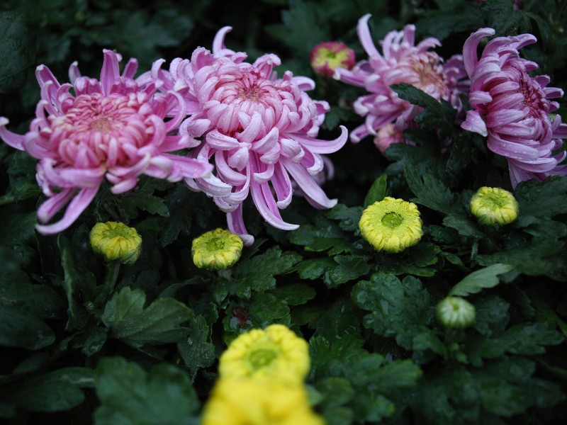 点击大图看下一张：多姿多彩的菊花图片