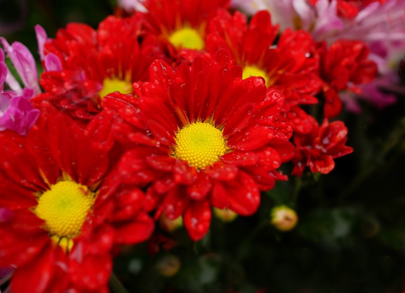 点击大图看下一张：各种颜色的菊花图片