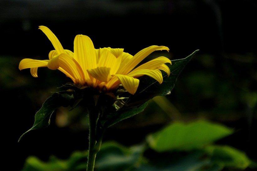点击大图看下一张：黄色菊芋图片
