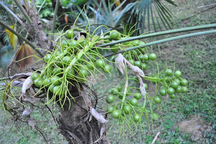 点击大图看下一张：康科罗棕植物图片