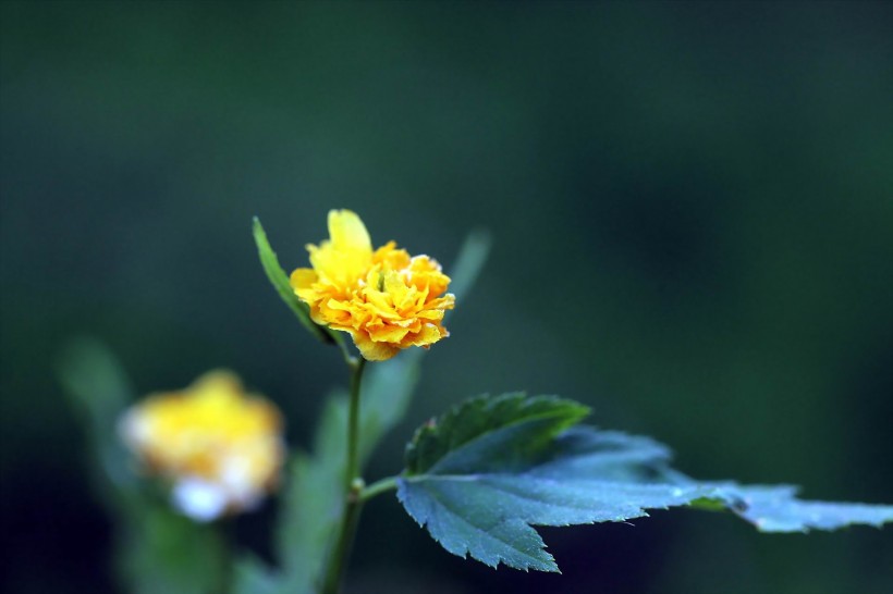 点击大图看下一张：黄色高贵的棣棠花图片