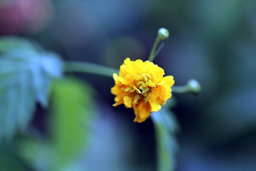 点击大图看下一张：黄色高贵的棣棠花图片