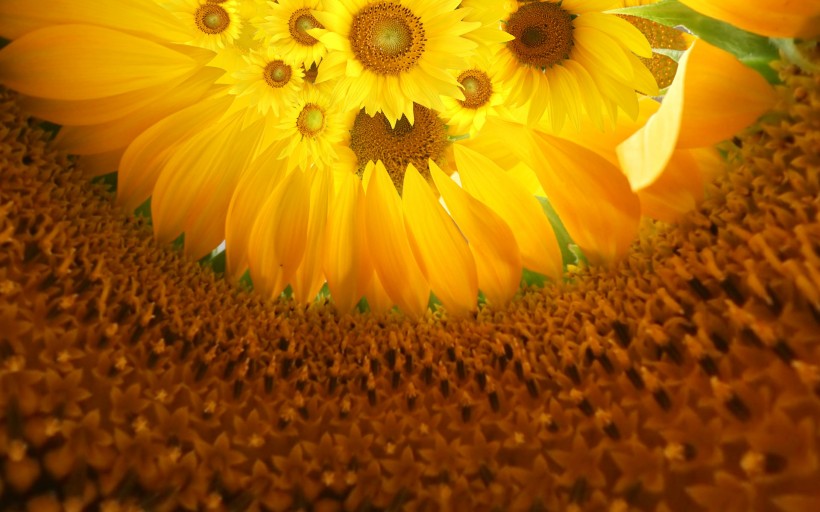 点击大图看下一张：超大葵花图片