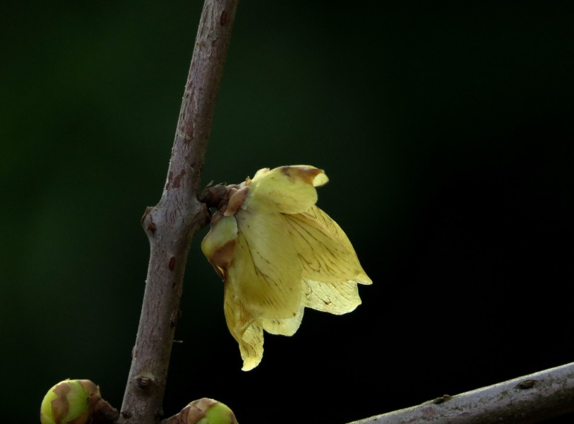 点击大图看下一张：黄色的腊梅花图片