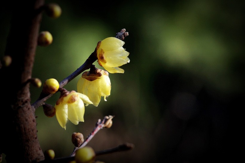 点击大图看下一张：黄色的腊梅花图片