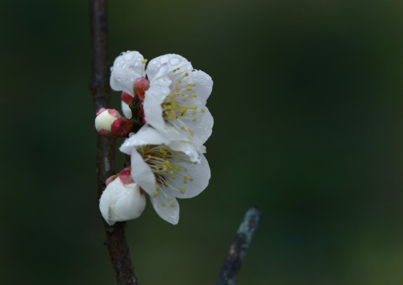 点击大图看下一张：清新腊梅花卉图片