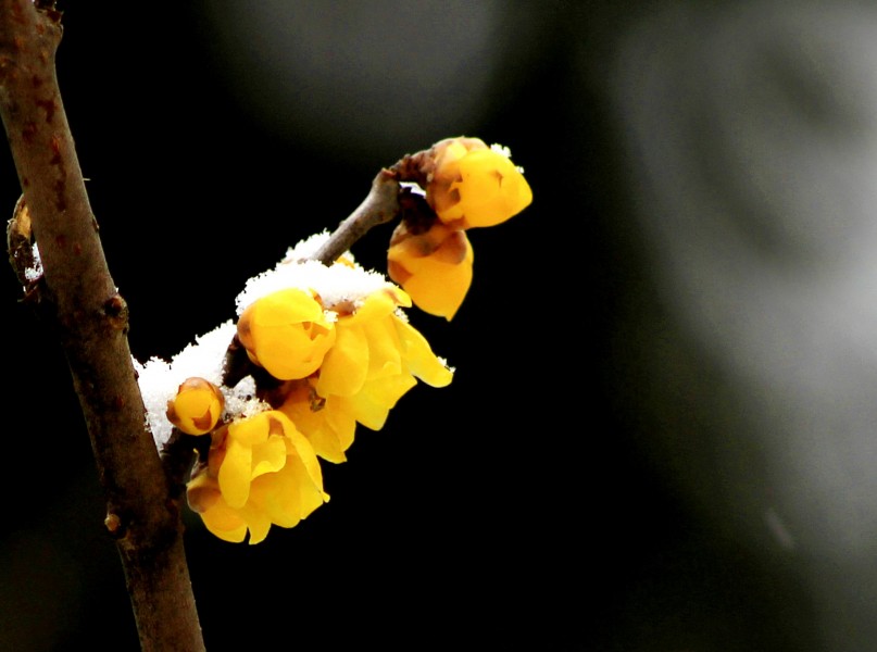 点击大图看下一张：黄色腊梅花图片