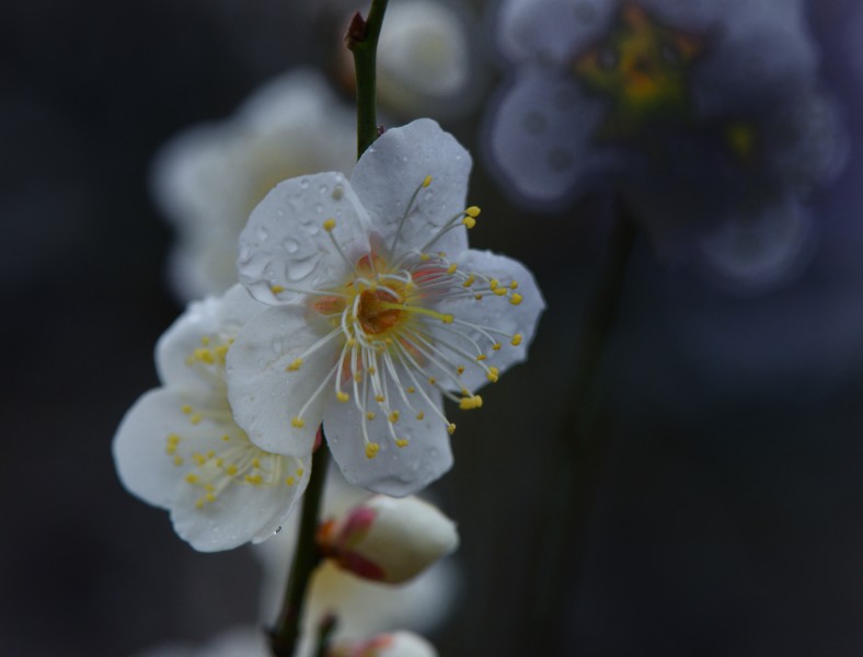 点击大图看下一张：清新腊梅花卉图片