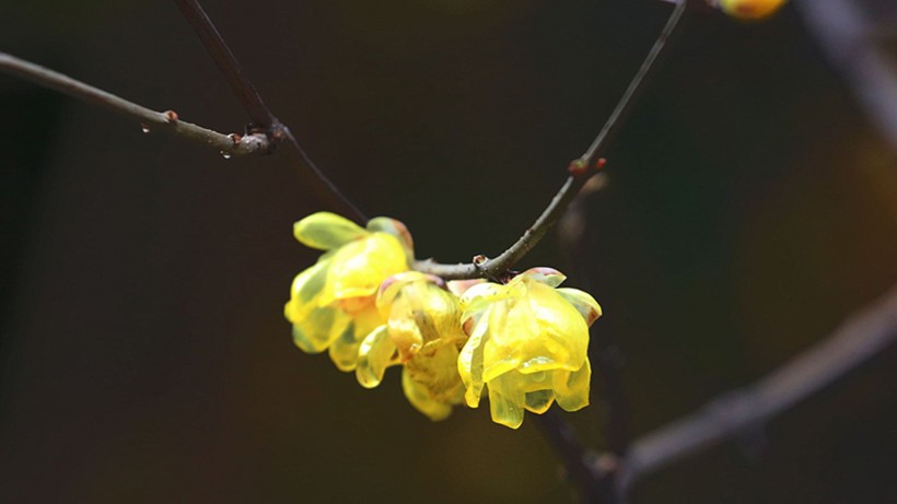 点击大图看下一张：黄色腊梅花图片