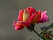 浪漫的玫瑰花图片_6张