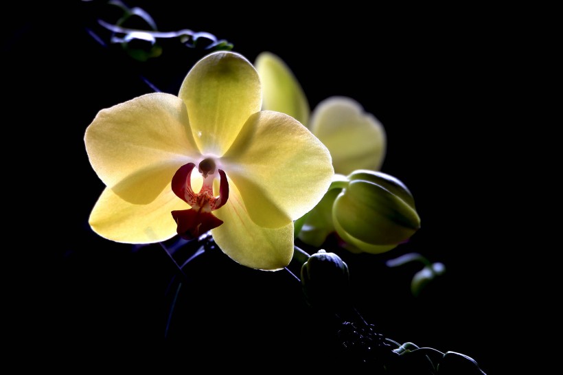 点击大图看下一张：光影下的兰花图片