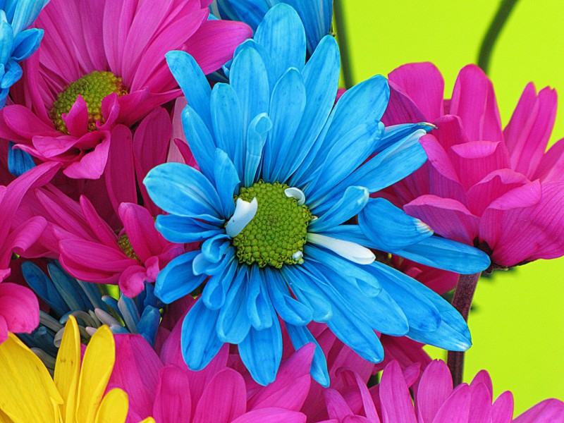 点击大图看下一张：忧伤的蓝色菊花图片