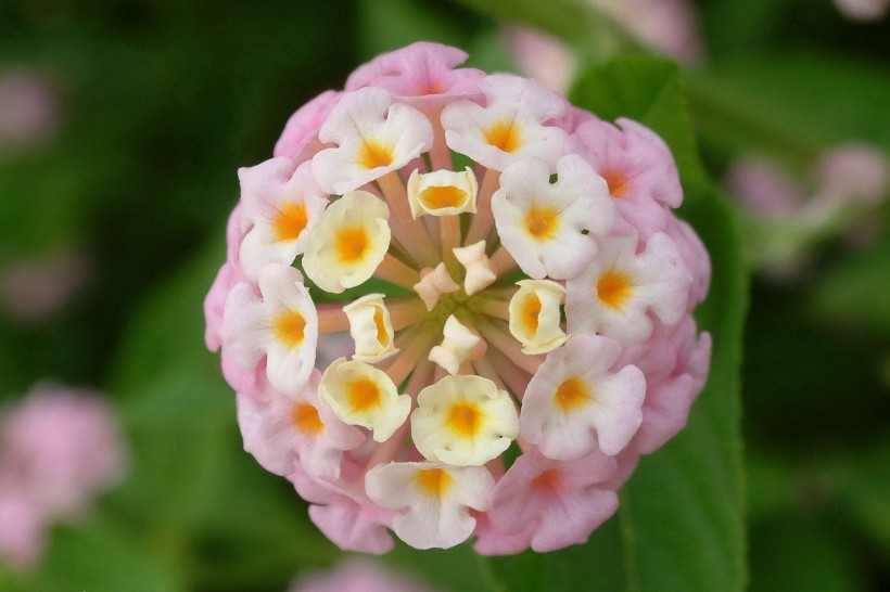 点击大图看下一张：靓丽五色梅花卉图片