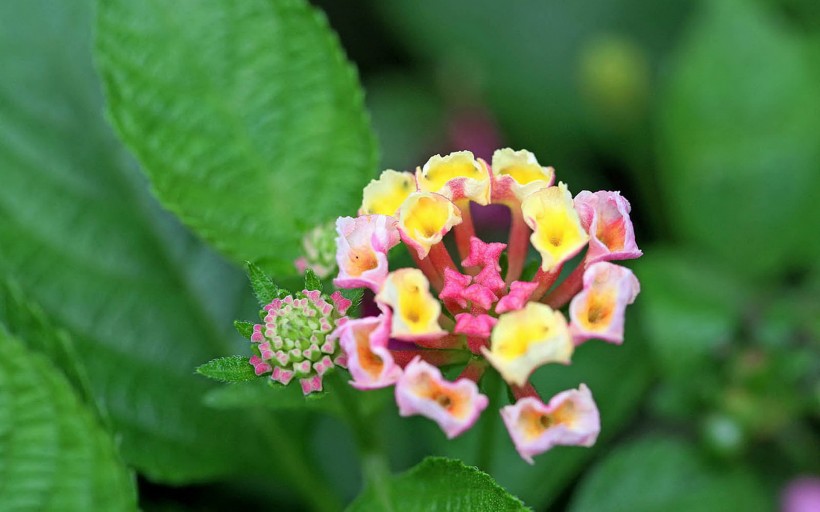 点击大图看下一张：靓丽五色梅花卉图片