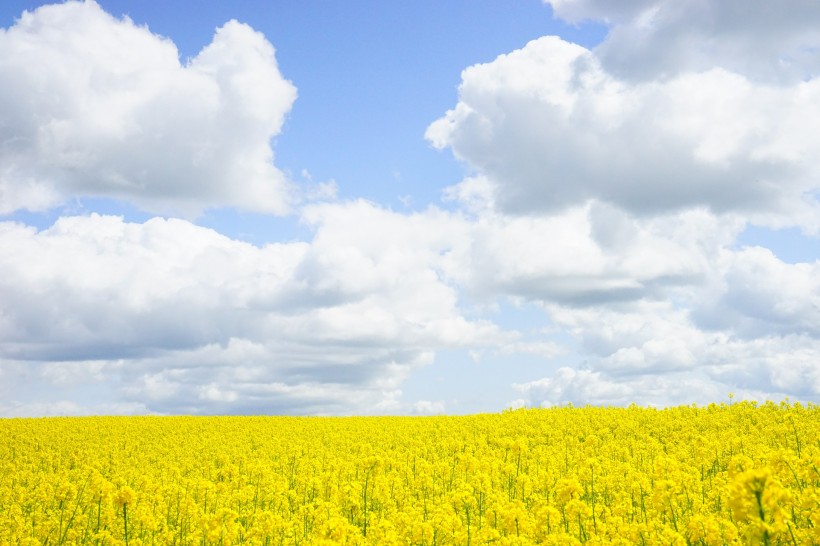 点击大图看下一张：蓝天白云下的油菜花田图片