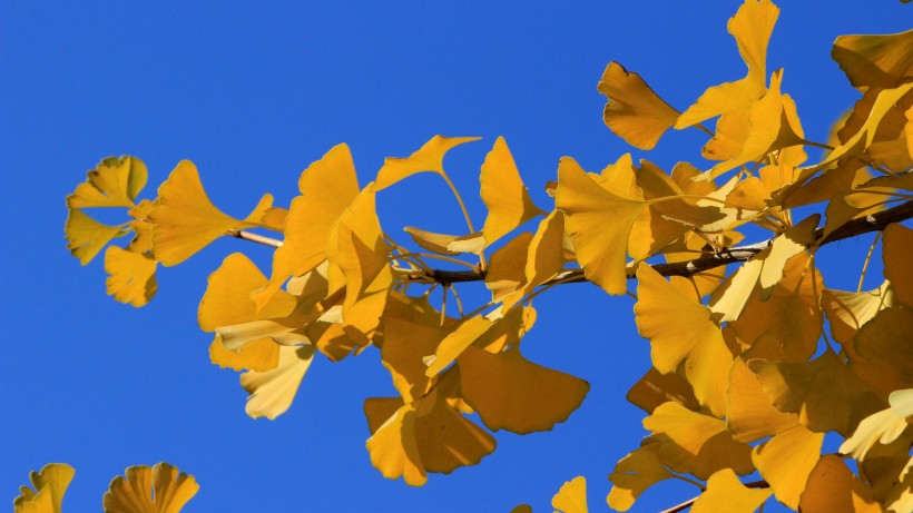点击大图看下一张：蓝天下的金黄树叶图片