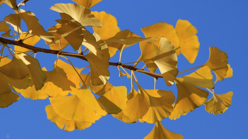 点击大图看下一张：蓝天下的金黄树叶图片