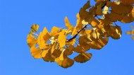 蓝天下的金黄树叶图片_8张