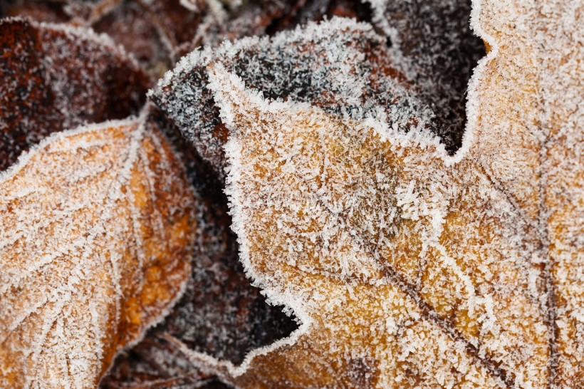 点击大图看下一张：霜冻的叶子图片