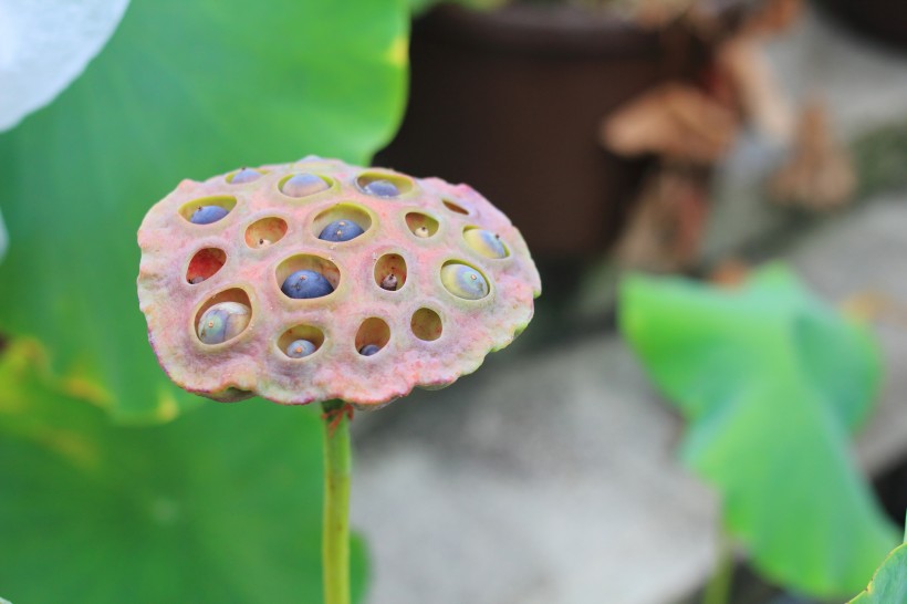 点击大图看下一张：翠绿的荷花莲蓬图片