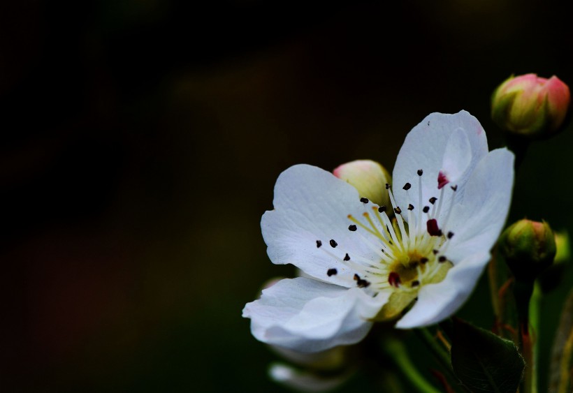 点击大图看下一张：洁白如雪的梨花图片