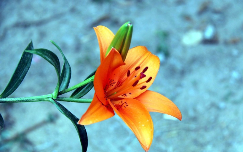 点击大图看下一张：艳丽的橙色百合花图片
