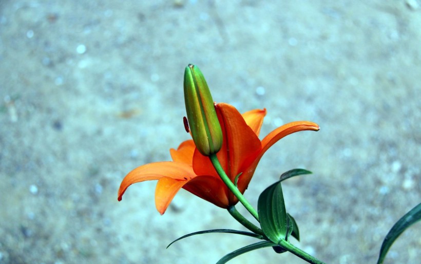 点击大图看下一张：艳丽的橙色百合花图片