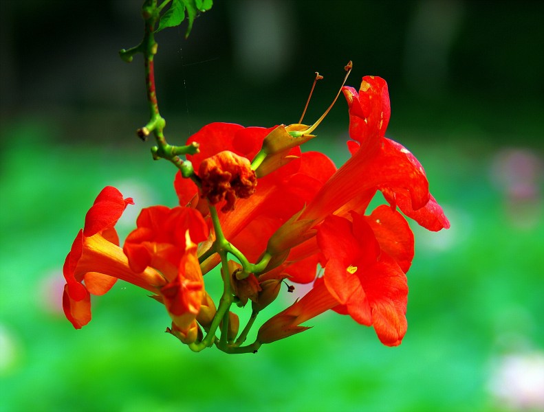 点击大图看下一张：红色凌霄花图片