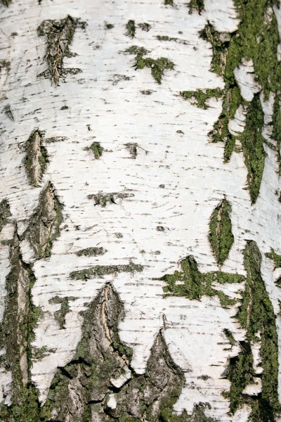 点击大图看下一张：林间生机勃勃的树木图片