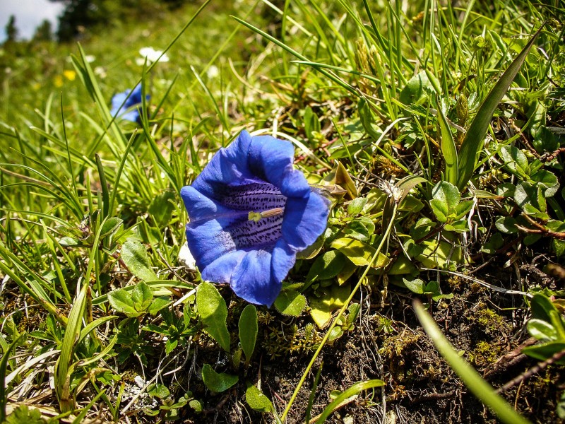 点击大图看下一张：蓝紫色的龙胆花图片