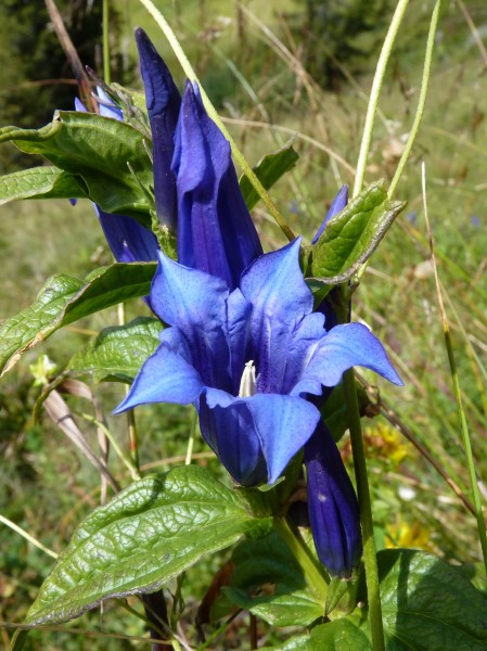 点击大图看下一张：蓝紫色的龙胆花图片