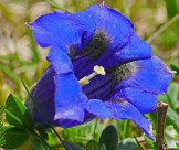 蓝紫色的龙胆花图片_12张