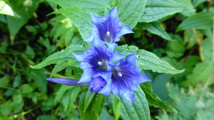 点击大图看下一张：盛开的蓝紫色龙胆花图片