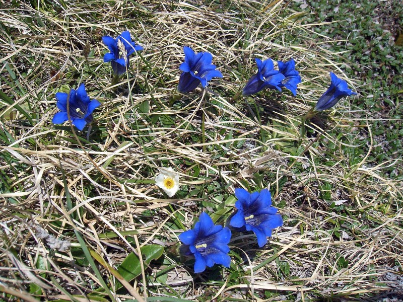 点击大图看下一张:盛开的蓝紫色龙胆花图片
