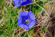 盛开的蓝紫色龙胆花图片_16张