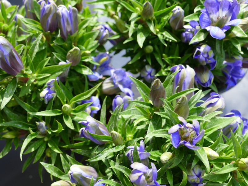 点击大图看下一张：盛开的蓝紫色龙胆花图片