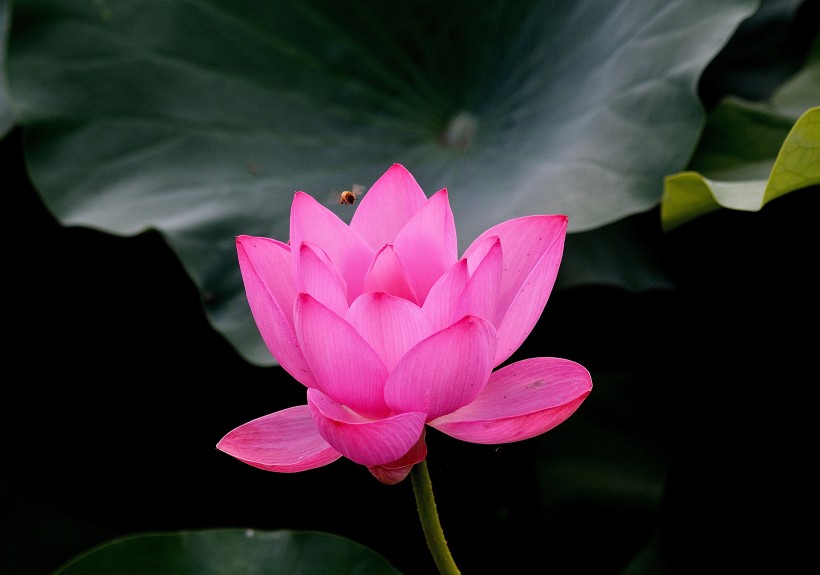 点击大图看下一张：荷花图片