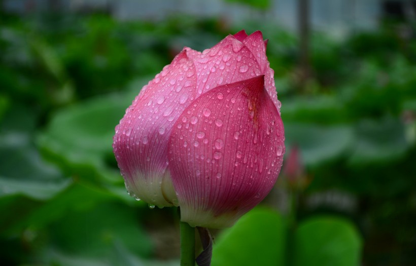 点击大图看下一张：雨后荷花图片