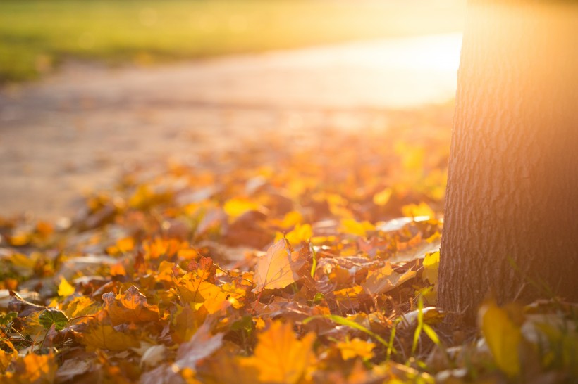 点击大图看下一张：深秋泛黄的落叶图片