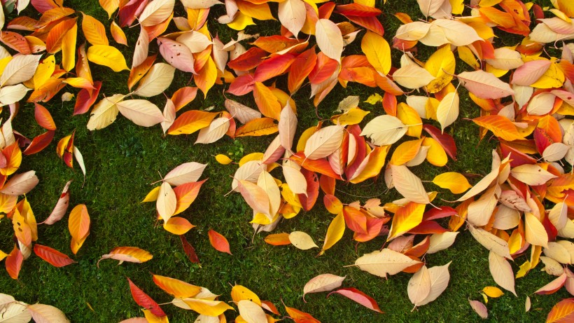 点击大图看下一张：深秋的落叶图片